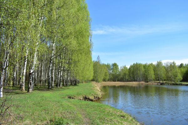 Cost of River Birch Pruning in Douglasville