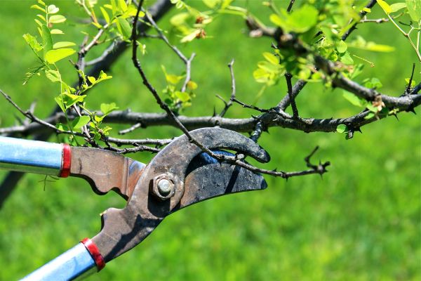 Cost of Branches Pruning in Douglasville