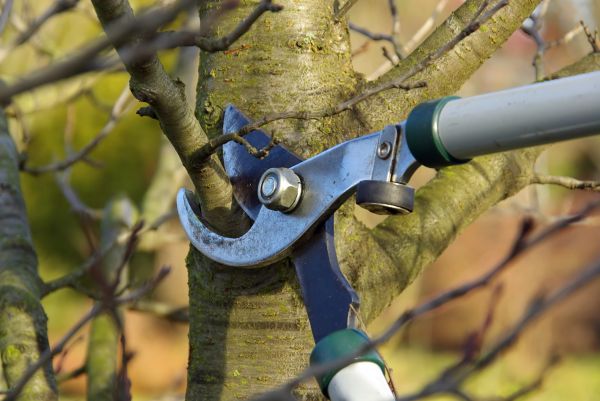 Cost of Tree Limb Trimming Service in Douglasville