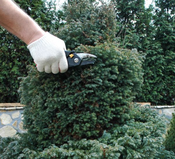 Cost of Ornamental Tree Trimming in Douglasville