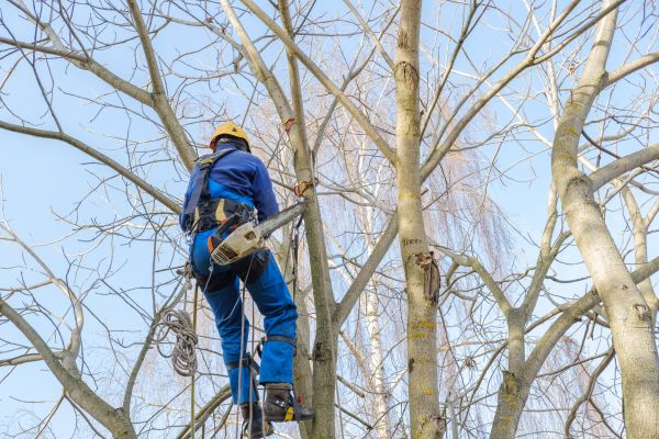 Cost of Large Tree Trimming in Douglasville