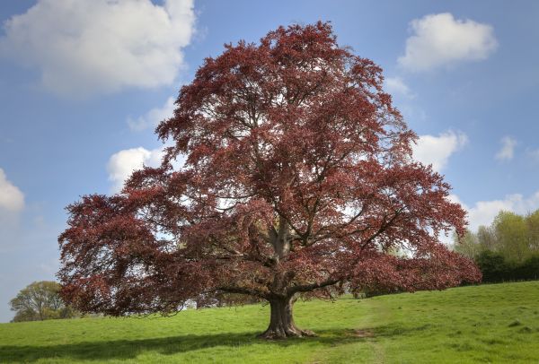 Cost of Beech Tree Pruning in Douglasville