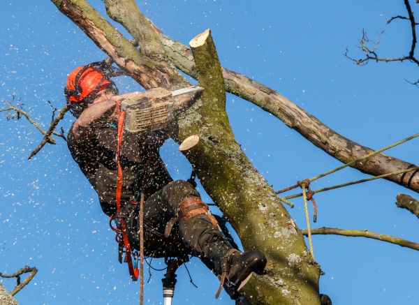 Tree Trimming Service in Douglasville