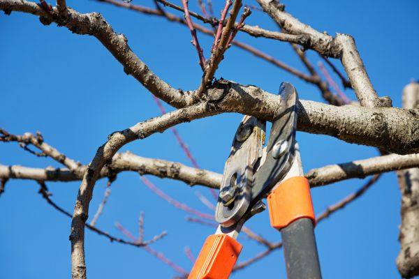 Tree Pruning in Douglasville