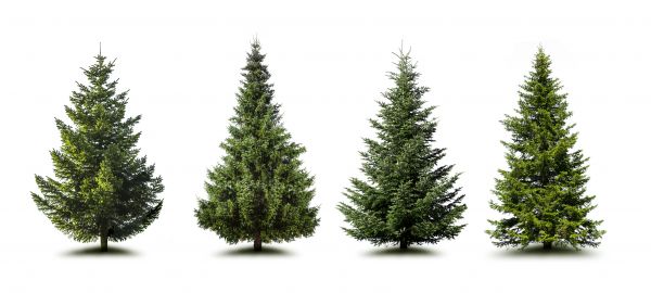 Cost of Pine Tree Trimming in Douglasville