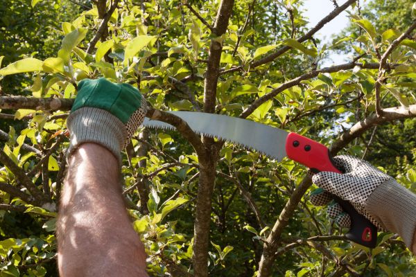 Apple Tree Trimming in Douglasville